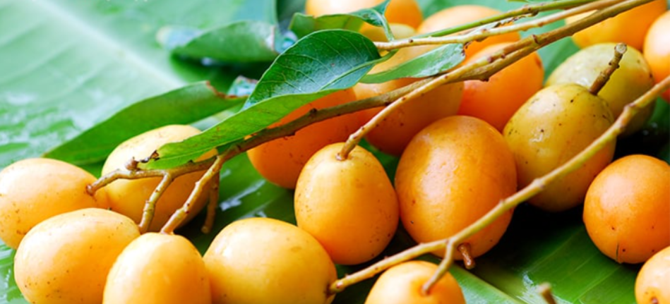 SIROP DE MOMBIN 48CL